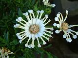 Osteospermum white 